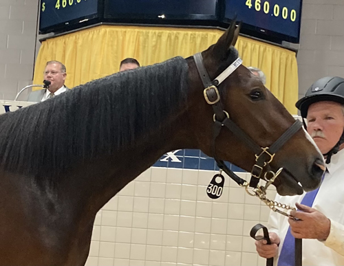 Unicorn Blue Chip 11-9-21