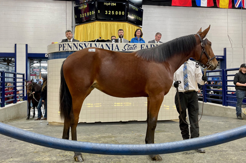 Volcanic Blue Chip 11-8-22