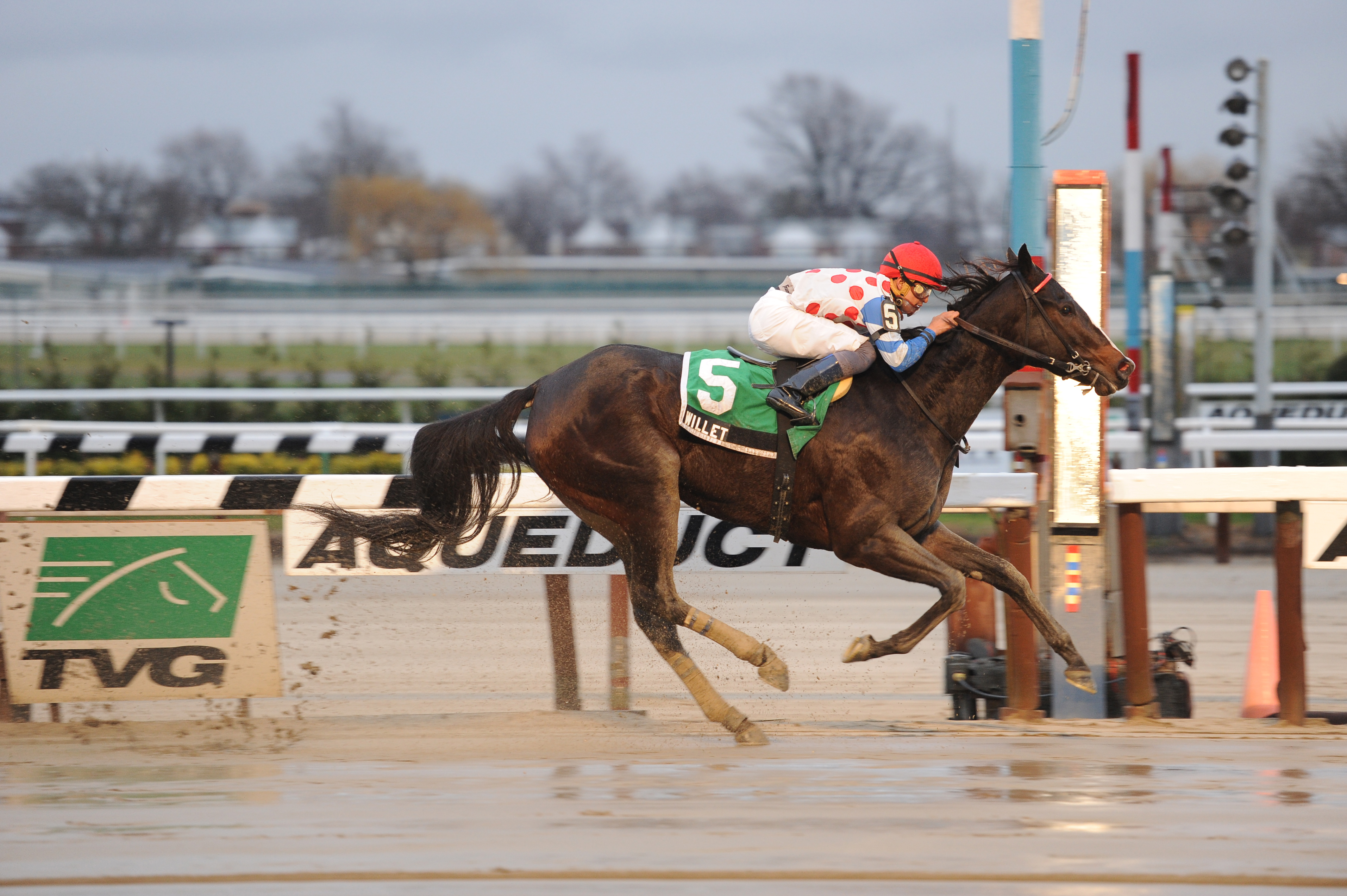 Willet 12-6-2013