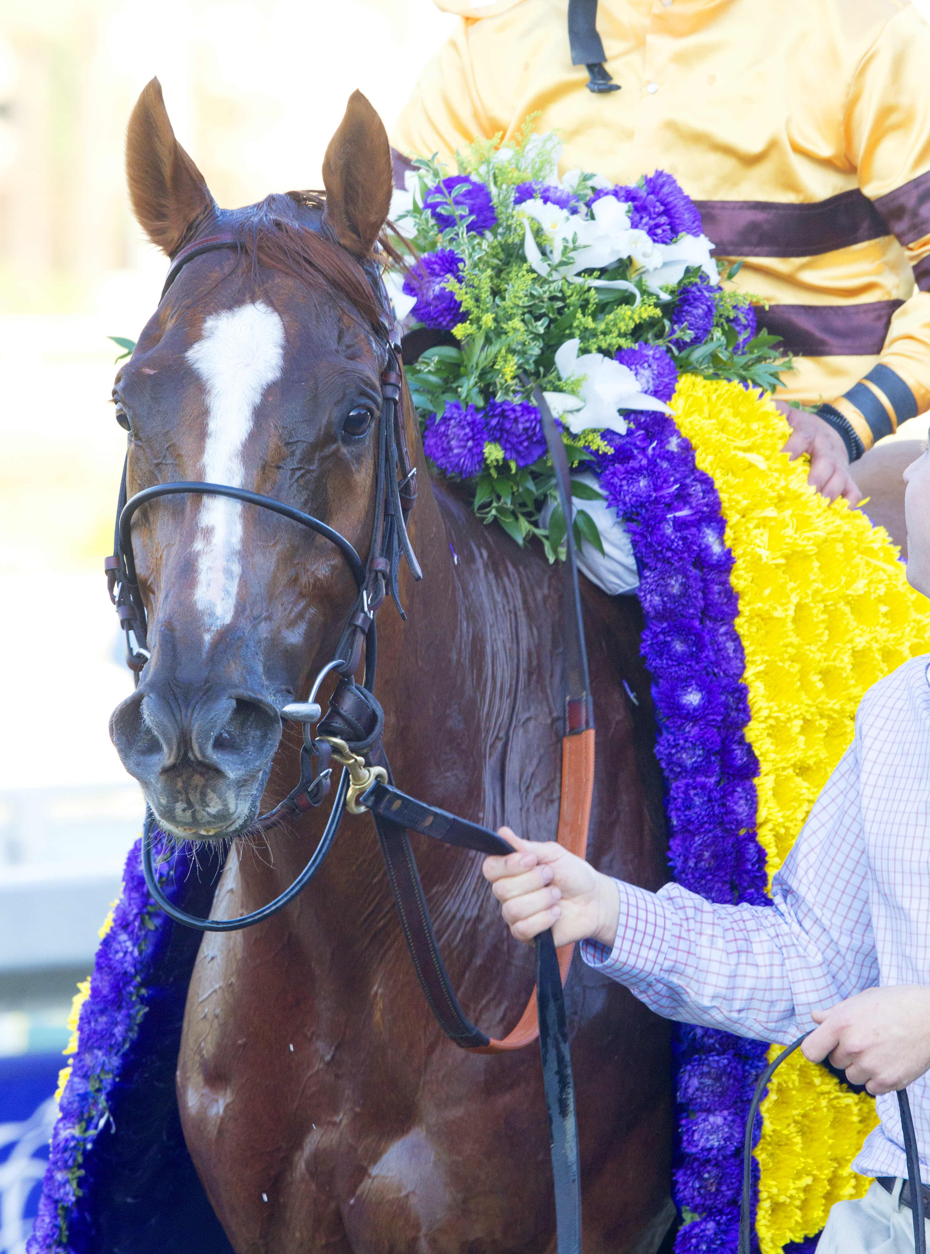 Wise Dan 11-2-2013