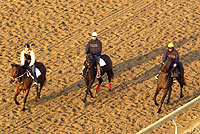 Woodbine
