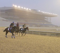 Woodbine