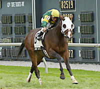 Yankee Master
