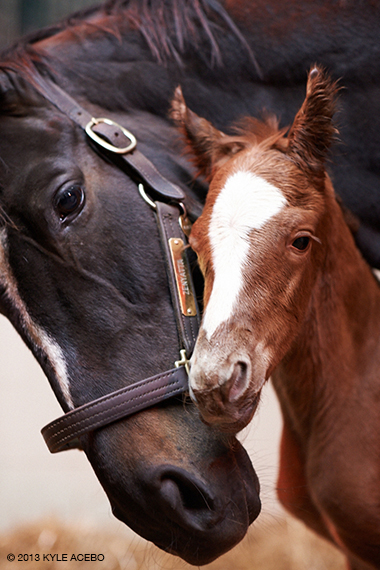 Zenyatta and 2013 colt