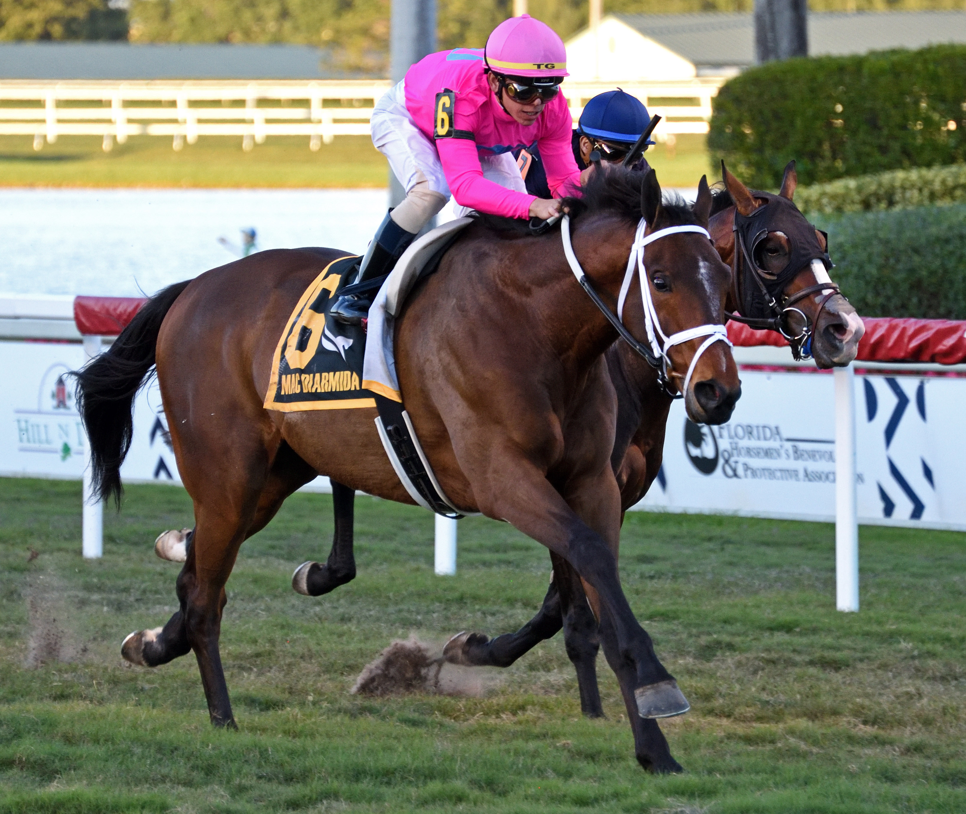 Zulu Alpha (No. 6) wins the 2020 Mac Diarmida