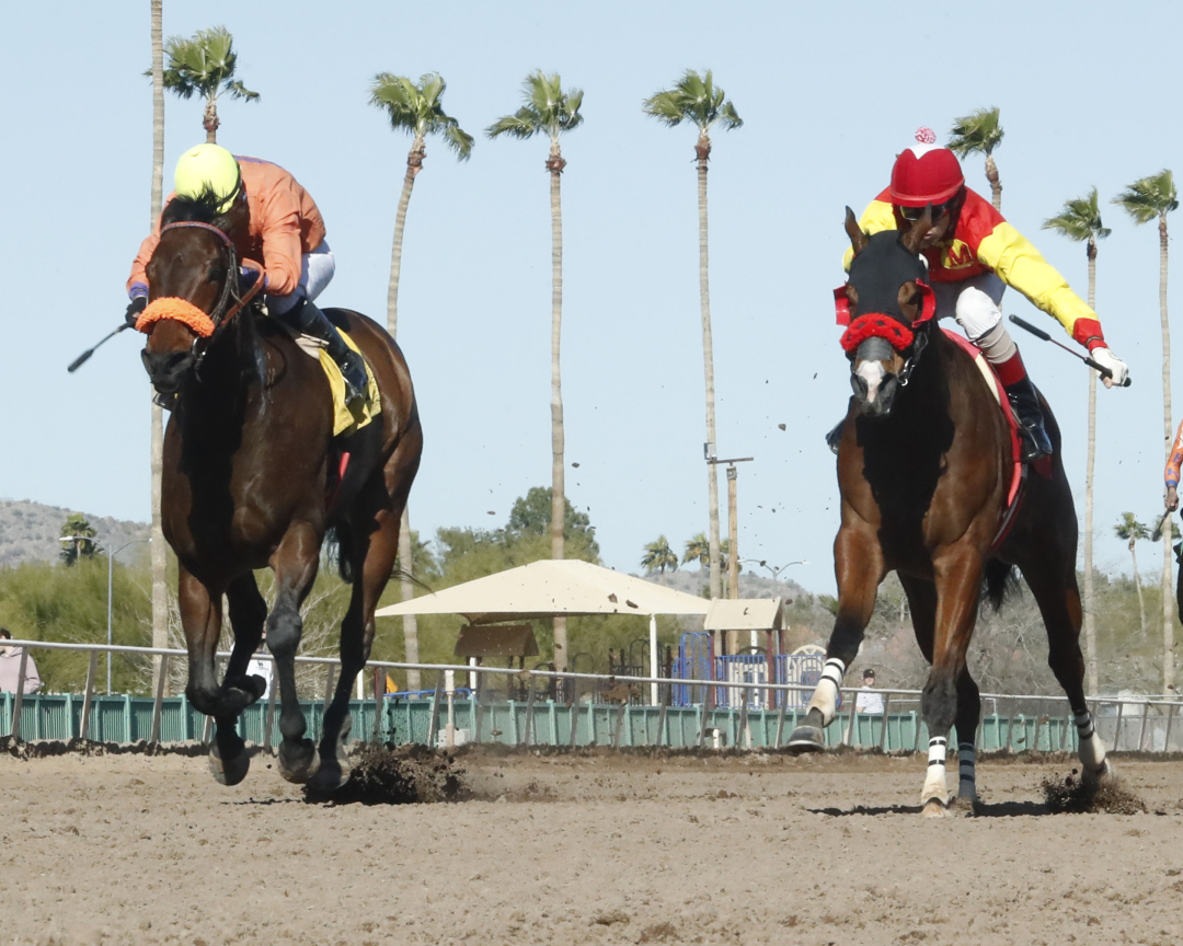 Ramblin' Man beats Annie's Boy by a nose in the Cactus Wren on Feb. 25 at Turf Paradise. They meet again in the Lyman & Bradley Rollins.