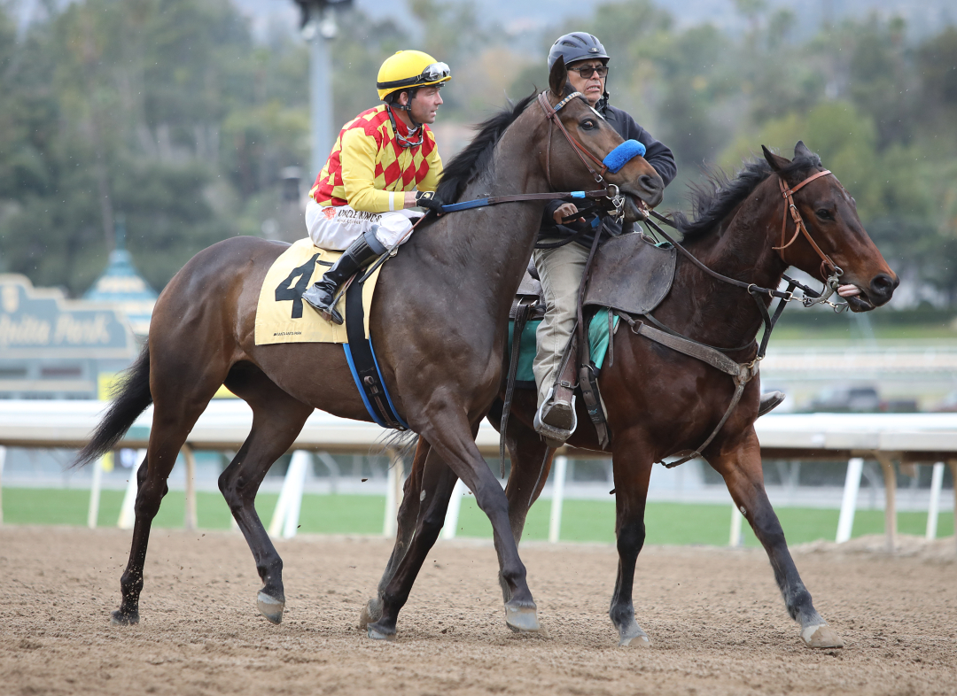 Luvluv (above), Tartini, and Surprisinglyperfect finished one-two-three in the April 15 Wildcat, and face each other again in Saturday's Hasta La Vista.