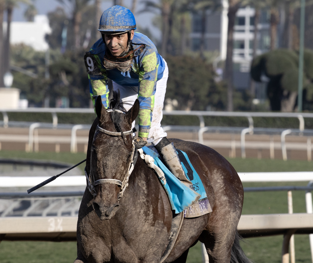 Senor Buscador at SA Nov 4 2023