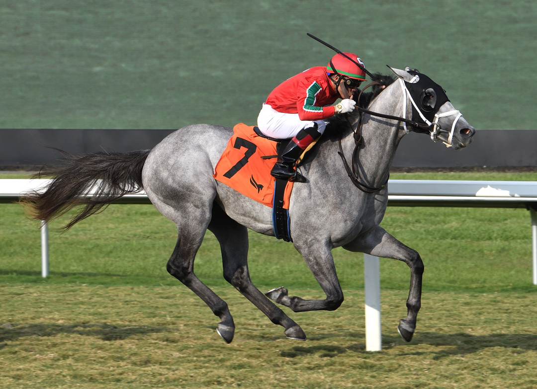 Gabaldon wins Royal Palm Juvenile at GP May 11 2024