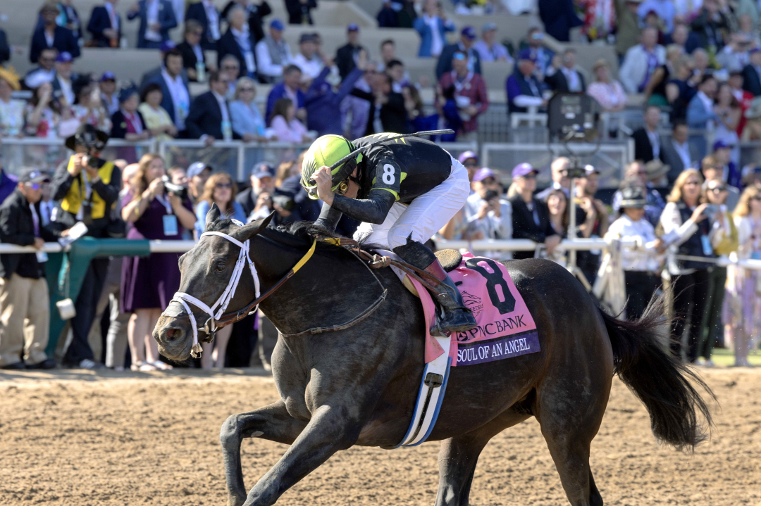 Soul of an Angel wins the BC Filly and Mare Sprint at DMR Nov 2 2024