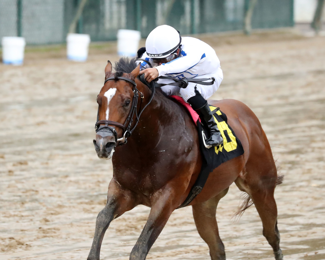 Donut God wins maiden at CD Nov 14 2024