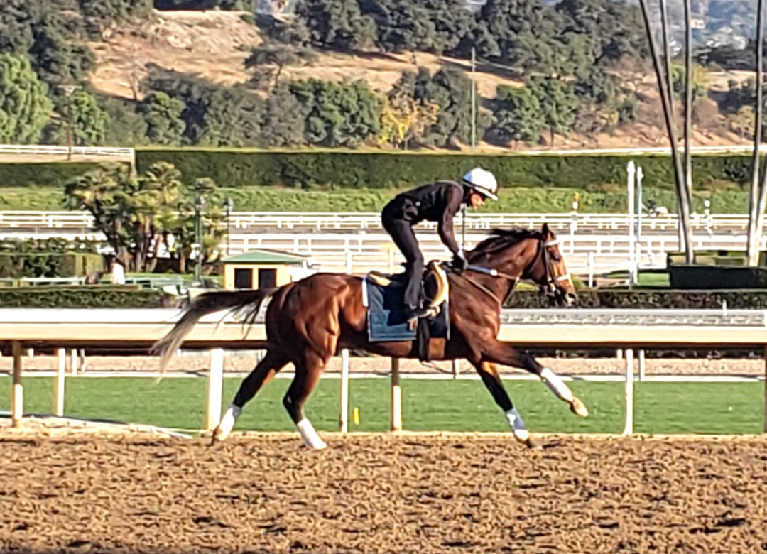 Mystik Dan gallops at SA Dec 20 2024