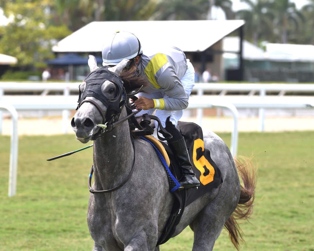 Lennilu wins Royal Palm Juvenile Fillies at GP May 10 2025