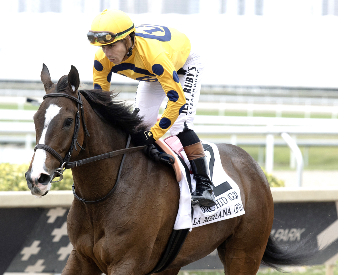 La Mehana (not winner) at GP March 29 2025