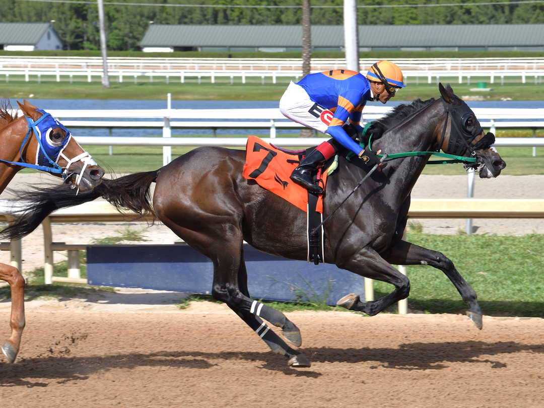 Lure Him In wins overnight handicap at GP June 8 2025