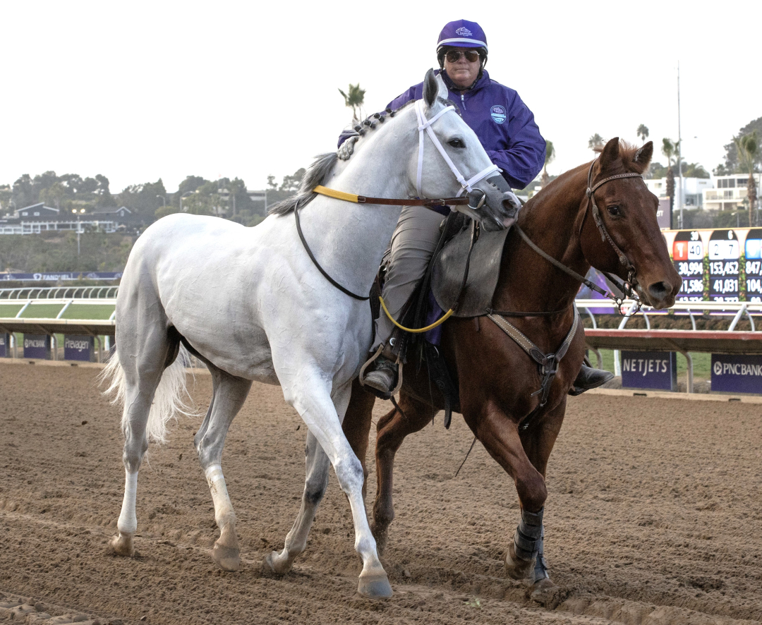 White Abarrio led off track after being scratched from BC Dirt Mile Nov 1 2025