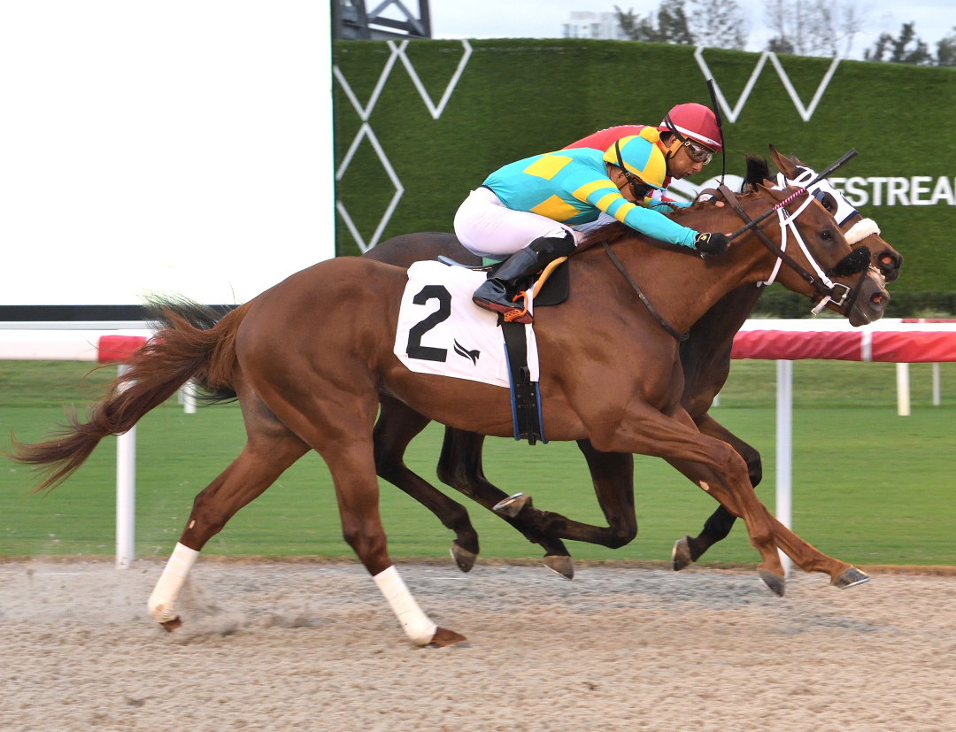 Glorious Boy (rail).Bronze bullet dead heat in Pulpit at GP Nov 28 2025