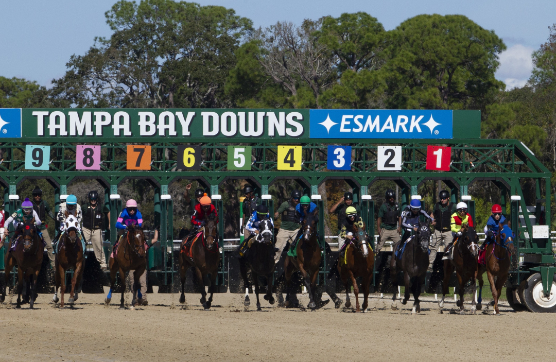 Tampa Bay Downs starting gate Jan 10 2026