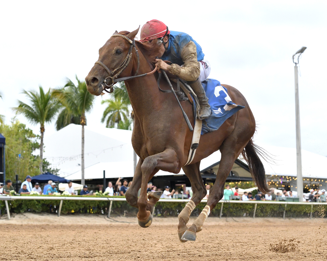 Thunderously wins at GP Jan 10 2026