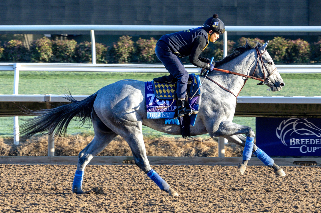Brant trains at DMR Oct 28 2025