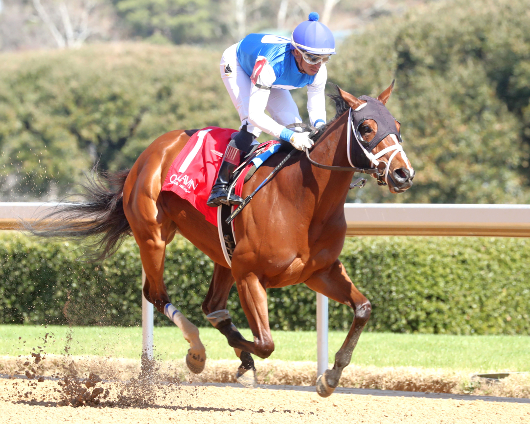 River Wind wins debut at OP Feb 16 2026