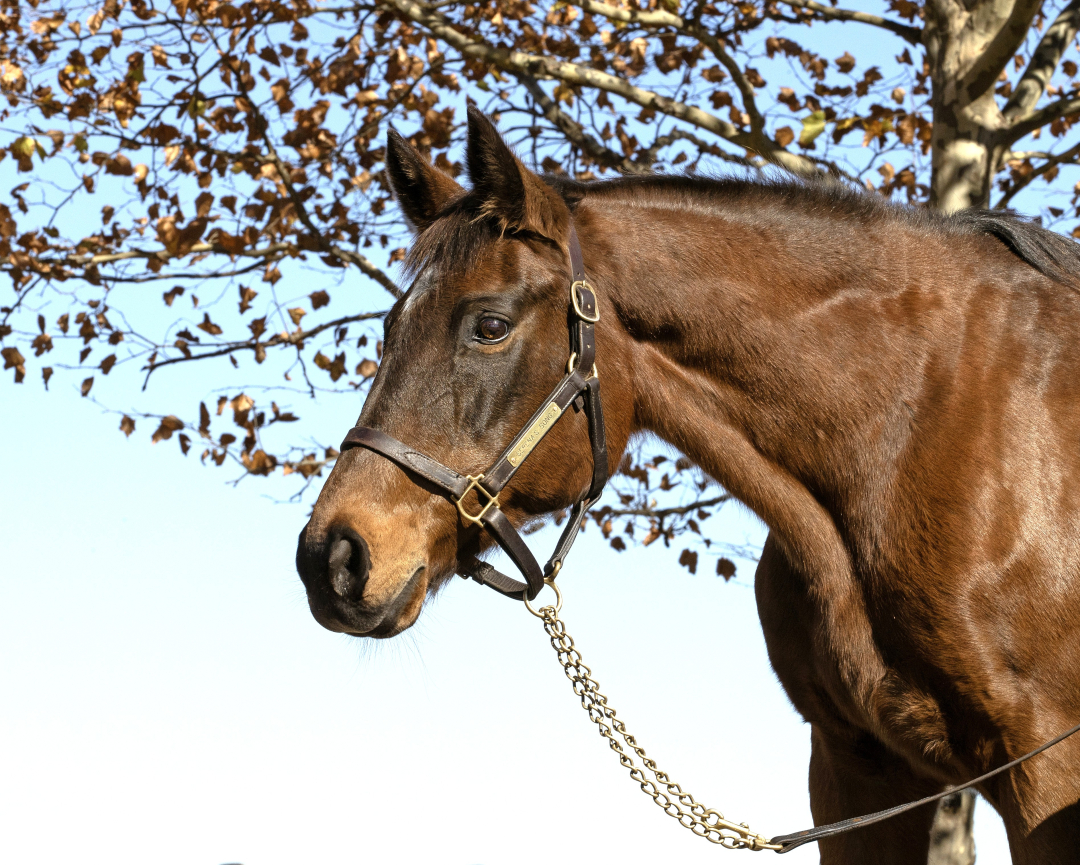 Serena's Song at Denali Stud Nov 3 2022