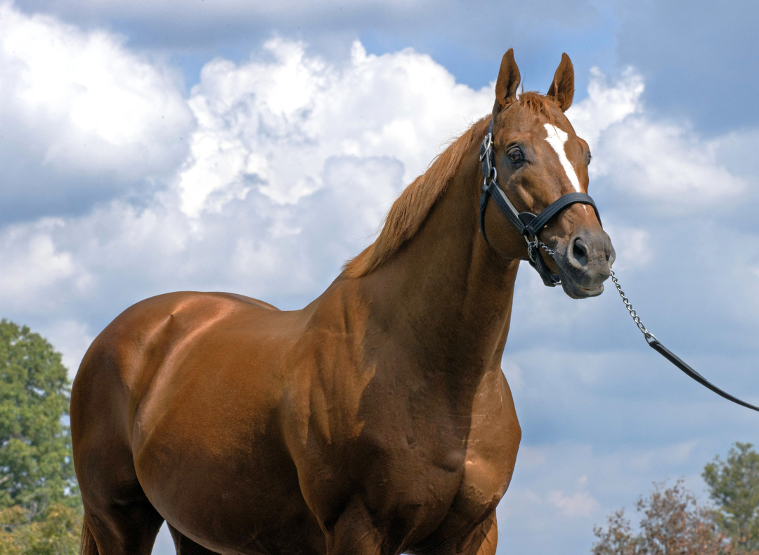 Curlin Sept 18 2023