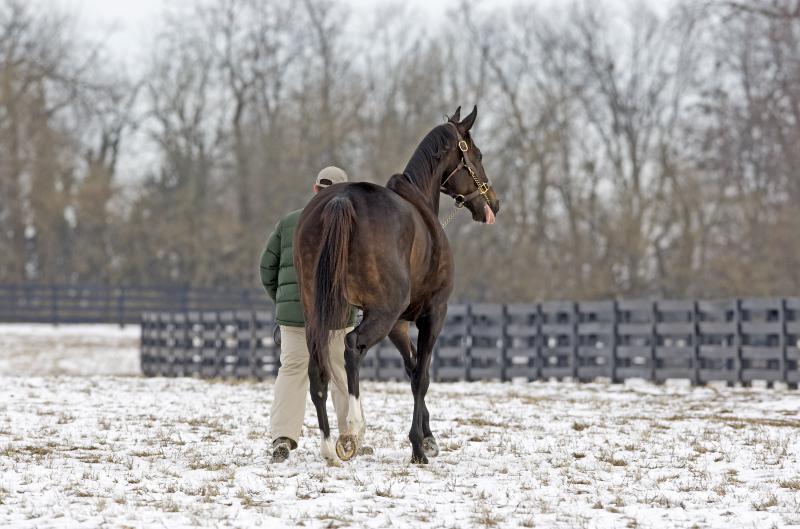 Zenyatta at Lane's End
