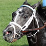 American Pharoah