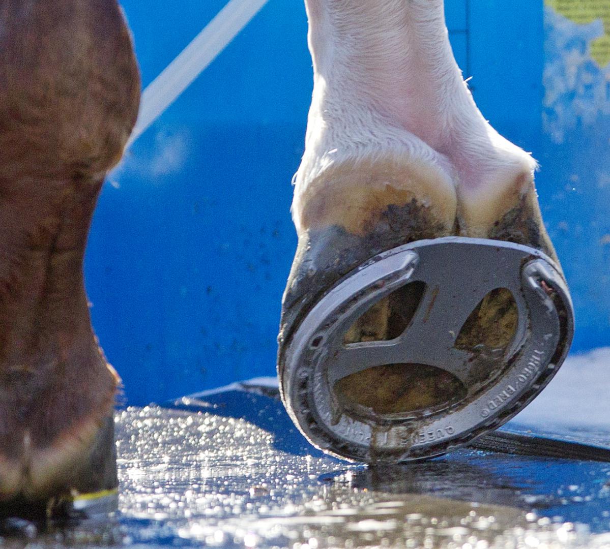 Chitu is training in a spider-bar shoe but will have a regular racing plate when he runs in the Kentucky Derby. (Photo by Barbara D. Livingston