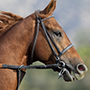 California Chrome