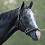 Palace Malice