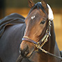 Lady Eli
