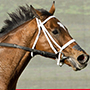 Wise Dan
