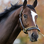 Wise Dan
