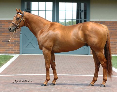 Henny Hughes conformation photo