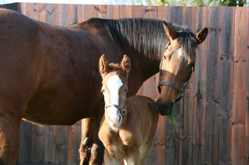 Full brother to Frankel born in England