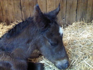 Court Vision first foal