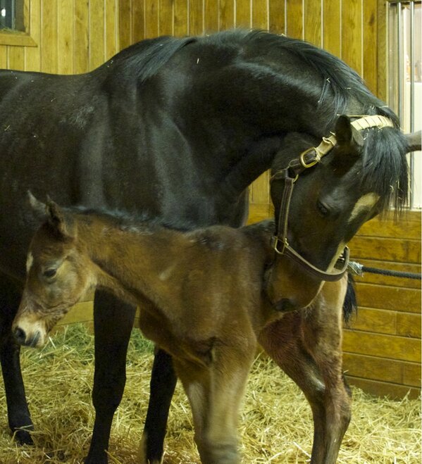 Rachel Alexandra with Bernardini foal