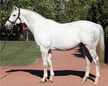 Tapit