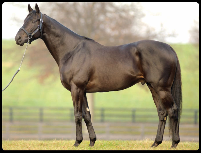 Midnight Lute conformation